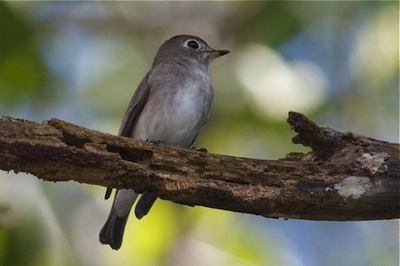 asian brown flycatcher picture