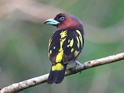 banded broadbill bird