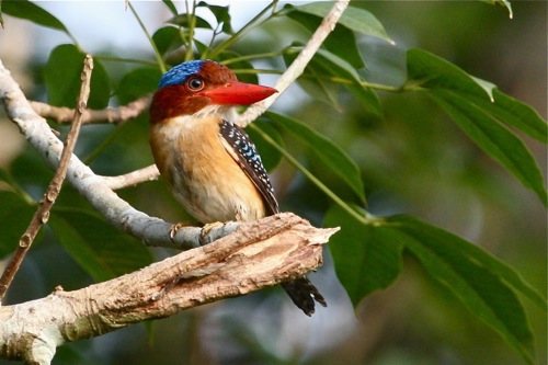 banded kingfisher
