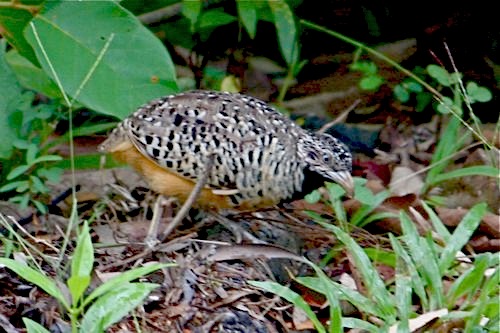 picture of a barred buttonquail