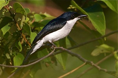 picture of a black-winged flycatcher-shrike in Malaysia