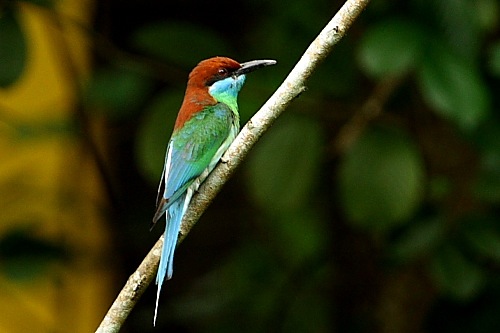 blue-throated bee-eater