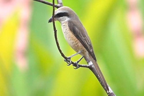 brown shrike