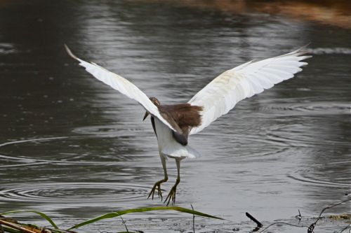 pond heron flying picture