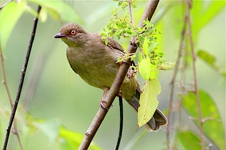 cream-vented bulbul