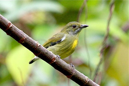 female crimson-breasted flowerpecker