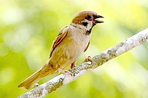 eurasian tree sparrow