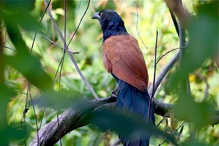 great coucal bird picture