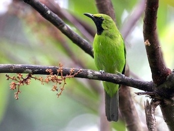 greater green leafbird (male)