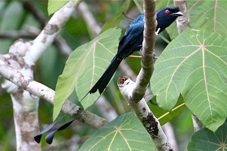greater racket-tailed drongo (female)