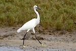 picture of little egret found in malaysia
