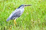 picture of little heron found in malaysia