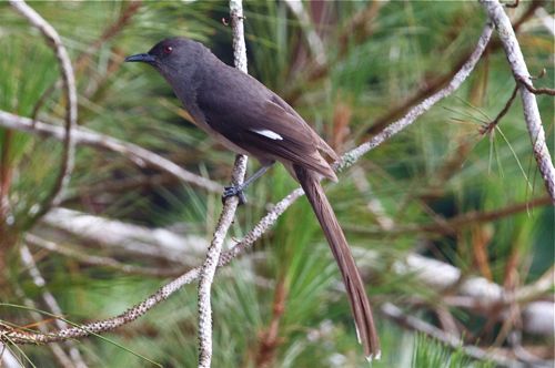 long-tailed sibia