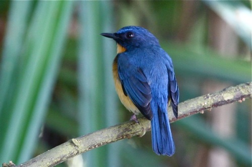 mangrove blue flycatcher
