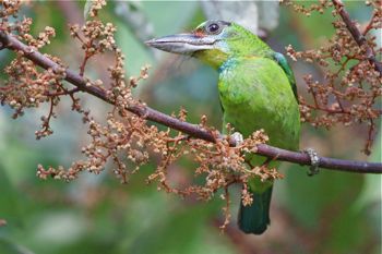 red-throated barbet (female)