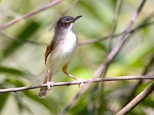 rufescent prinia