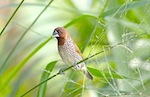 picture of scaly breasted munia 