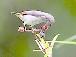 picture of scarlet-backed flowerpecker in malaysia