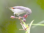 picture of scarlet-back flowerpecker in malaysia