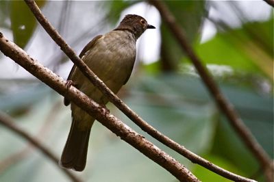 spectacled bulbul picture