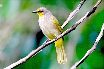 stripe-throated bulbul