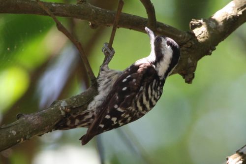 sunda pygmy woodpecker