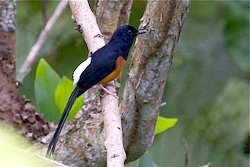 white-rumped shama