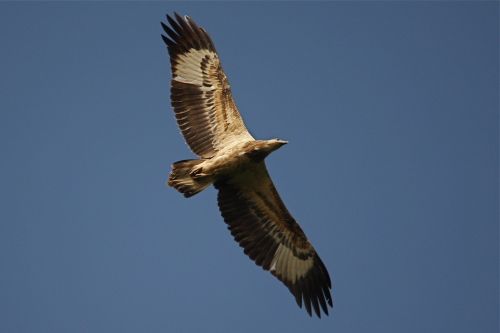 brahminy kite flying in Malaysia