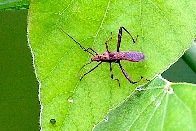 picture of a broad-headed bug in Malaysian