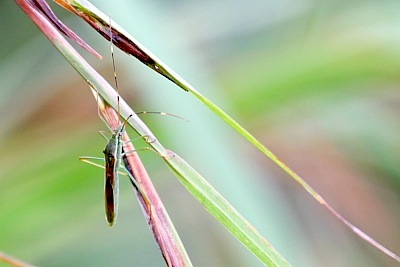 photo of a malaysian bug