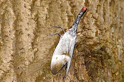 picture of a red-nosed malaysian lantern-bug