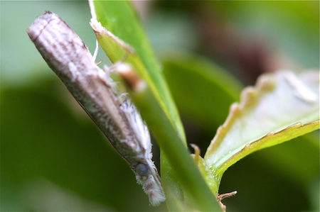 picture of a plant-hopper in Malaysia