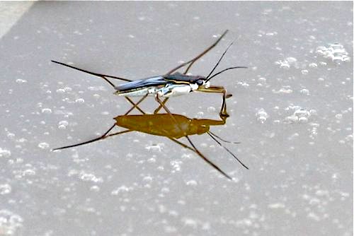 photo of a malaysian pond skater
