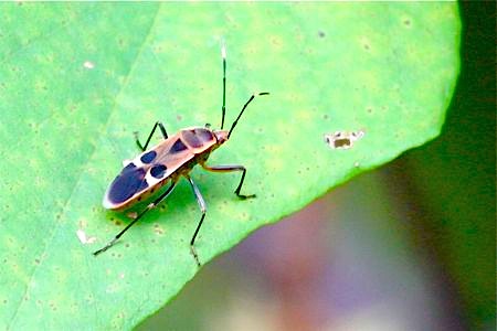 photo of a malaysian seed bug