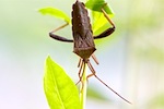 picture of squash bug