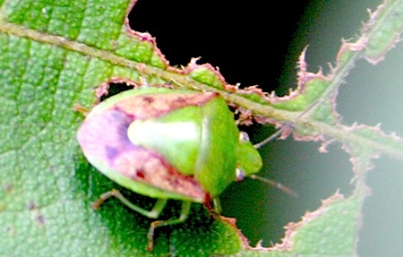 photo of a green malaysian stink bug