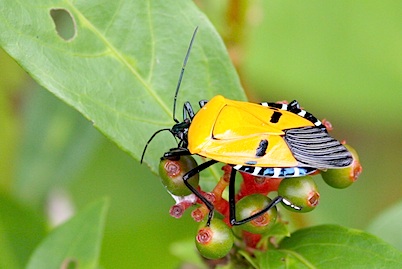 picture of yellow shieldbug in Malaysia