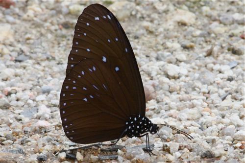 Danaidae euploea