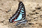 photo of blue jay butterfly in malaysia