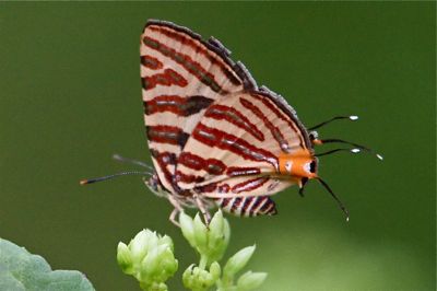 Club Silverline butterfly picture