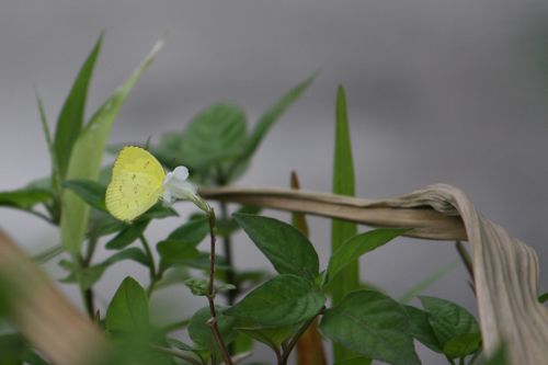 malaysian butterflies - common grass yellow