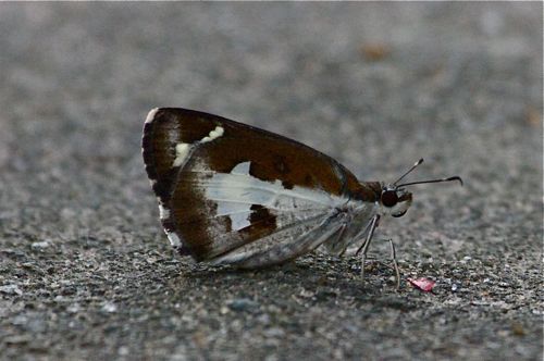 Grass Demon butterfly