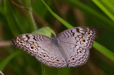 Grey Pansy butterfly image