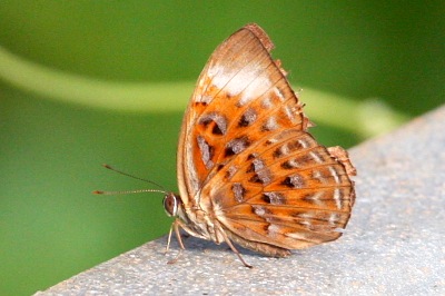  image of Harlequin butterfly