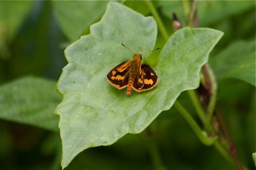 Lesser Dart butterfly