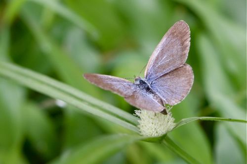 Lesser Grass Blue