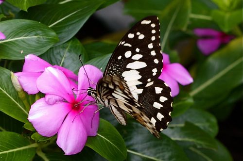 Lime butterfly