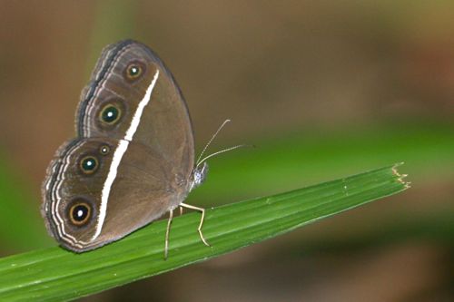 Nigger butterfly picture