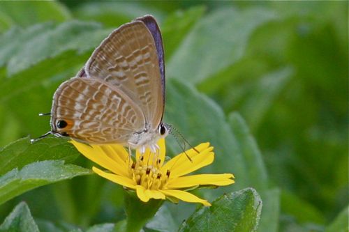 peablue (male) butterfly picture