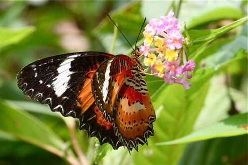 malaysian butterflies - plain lacewing